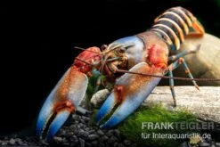"Blue Claw" Tigerkrebs, Cherax Peknyi Var. "Blue Claw" -Wassertierserien Geschäft Blue Claw Tigerkrebs Cherax peknyi var Blue Claw neu