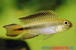 Blutkehl-Apistogramma, Apistogramma Uaupesi, Paarweise