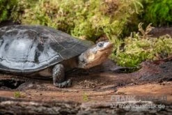 Buckelschildkröte, Phrynops Gibbus -Wassertierserien Geschäft Buckelschildkroete Phrynops gibbus 3