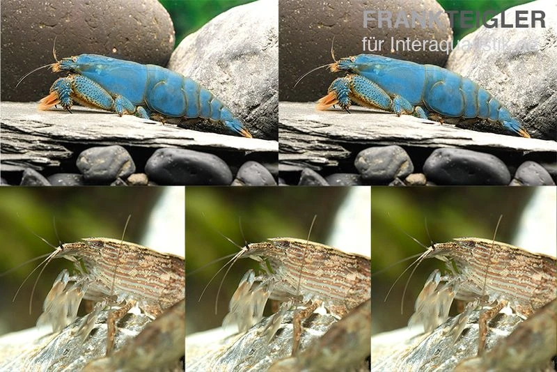 Bundle: Fächergarnelen-Set "Radarstation", 2 X Monsterfächergarnele M + 3 X Molukkenfächergarnelen 1 Bundle: Fächergarnelen-Set "Radarstation", 2 X Monsterfächergarnele M + 3 X Molukkenfächergarnelen