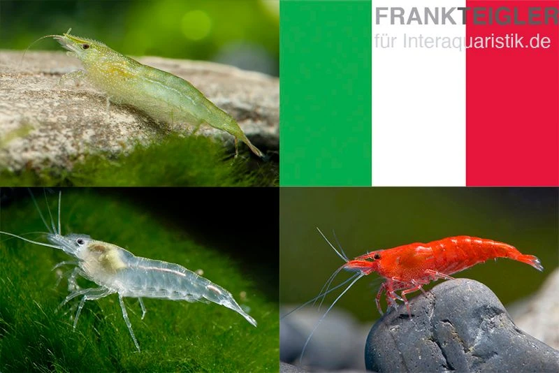 Bundle: Zwerggarnelen-Set "Italien", 5 X Grüne + 5 X White Pearl + 5 X Sakura Red Garnelen 1 Bundle: Zwerggarnelen-Set "Italien", 5 X Grüne + 5 X White Pearl + 5 X Sakura Red Garnelen