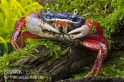 Harlekinkrabbe, Cardisoma Armatum -Wassertierserien Geschäft Cardisoma armatum 4