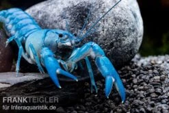 Blauer Yabby, Cherax Destructor "Blue Pearl"