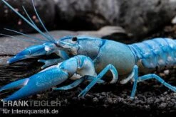 Blauer Yabby, Cherax Destructor "Blue Pearl" -Wassertierserien Geschäft Cherax destructor Blue Pearl 8