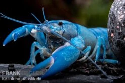 Blauer Yabby, Cherax Destructor "Blue Pearl" -Wassertierserien Geschäft Cherax destructor Blue Pearl 9