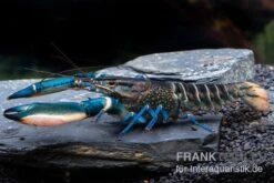 Cherax Sp. 'Blue Moon' Snake Skin -Wassertierserien Geschäft Cherax spec BLUE MOON SNAKE SKIN m