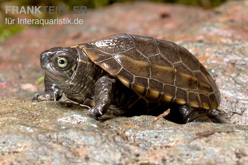 Chinesische Dreikielschildkröte, Mauremys Reevesii 2 Chinesische Dreikielschildkröte, Mauremys Reevesii – Bild 2