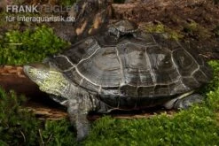 Chinesische Dreikielschildkröte, Mauremys Reevesii 5 Chinesische Dreikielschildkröte, Mauremys Reevesii -Wassertierserien Geschäft Chinesische Dreikielschildkroete Mauremys reevesii2