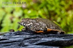 Chinesische Weichschildkröte, Pelodiscus Sinensis -Wassertierserien Geschäft Chinesische Weichschildkroete Pelodiscus sinensis 3