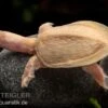 Chinesische Weichschildkröte Albino, Pelodiscus Sinensis