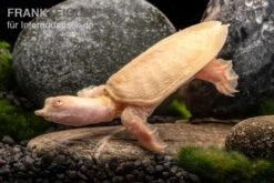 Chinesische Weichschildkröte Albino, Pelodiscus Sinensis -Wassertierserien Geschäft Chinesische Weichschildkroete albino Pelodiscus sinensis 3 jpg