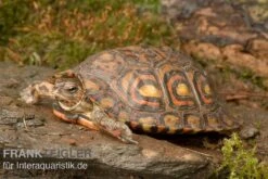 Costa-Rica-Pracht-Erdschildkröte, Rhinoclemmys Pulcherrima Manni -Wassertierserien Geschäft Costa Rica Pracht Erdschildkroet Rhinoclemmys pulcherrima manni 3