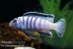 Sechsstreifen-Tilapia, Cynotilapia Afra "Jalo Reef", DNZ 7 Sechsstreifen-Tilapia, Cynotilapia Afra "Jalo Reef", DNZ -Wassertierserien Geschäft Cynotilapia afra 2