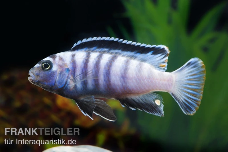 Sechsstreifen-Tilapia, Cynotilapia Afra "Jalo Reef", DNZ 3 Sechsstreifen-Tilapia, Cynotilapia Afra "Jalo Reef", DNZ – Bild 3