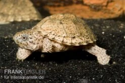 Gekielte Moschusschildkröte, Kinosternon Carinatum -Wassertierserien Geschäft Dach Moschusschildkroete Sternotherus carinatus 1 1