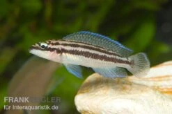 Dickfelds Schlankcichlide, Julidochromis Dickfeldi