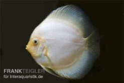 Diskusfisch ASIA-NZ, Symphysodon Discus White Diamond -Wassertierserien Geschäft Diskus weiss