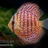 Diskusfisch ASIA-NZ, Symphysodon Discus Leopard