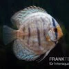 Diskusfisch ASIA-NZ, Symphysodon Discus Blue Turquoise (Blue German)