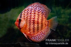 Diskusfisch ASIA-NZ, Symphysodon Discus Red Turquoise (Red Royal)