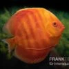 Diskusfisch ASIA-NZ, Symphysodon Discus Solid Red (San Merah)