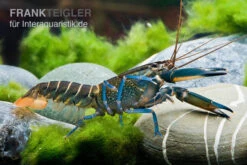 Dunkelblauer Krebs Variante II, Cherax Sp. "Blue Moon Type II" -Wassertierserien Geschäft Dunkelblauer Krebs Variante II Cherax sp Blue Moon Type II 5