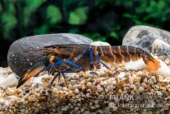 Dunkelblauer Krebs Variante III, Cherax Sp. "Blue Moon Type III" -Wassertierserien Geschäft Dunkelblauer Krebs Variante III Cherax sp Blue Moon Type III 4