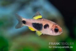 Schmetterlingsbarbe, Barbus Hulstaerti (Minifisch), 5 Stück -Wassertierserien Geschäft Enteromius hulstaerti 14