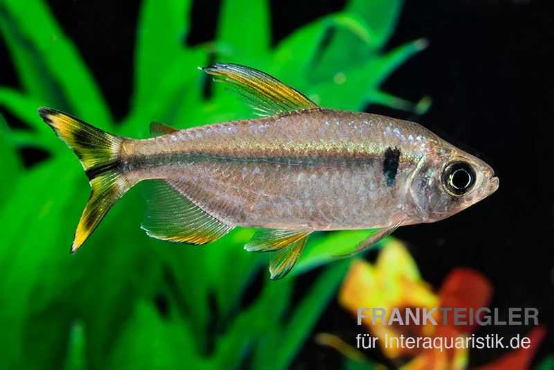 Flammenkongosalmler, Alestopetersius Nigropterus 1 Flammenkongosalmler, Alestopetersius Nigropterus