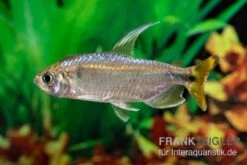 Flammenkongosalmler, Alestopetersius Nigropterus 5 Flammenkongosalmler, Alestopetersius Nigropterus -Wassertierserien Geschäft Flammenkongosalmler Alestopetersius nigropterus 2 1