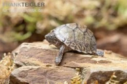 Gekielte Moschusschildkröte, Kinosternon Carinatum -Wassertierserien Geschäft Gekielte Moschusschildkroete Kinosternon spec