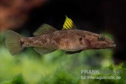 Towuti-Gelbflossengrundel, Glossogobius Flavipinnis -Wassertierserien Geschäft Glossogobius flavipinnis 6