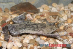 Große Wabenkröte, Pipa Pipa -Wassertierserien Geschäft Grosse Wabenkroete Pipa pipa 3