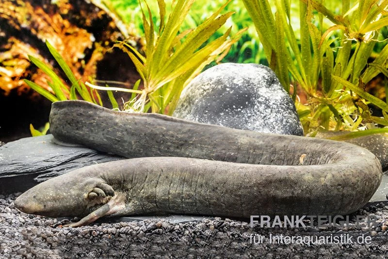 Großer Armmolch, Siren Lacertina 1 Großer Armmolch, Siren Lacertina