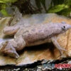 Großer Krallenfrosch, Xenopus Muelleri