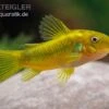 Grüngestreifter Panzerwels, Corydoras Venazuelanus "Green Stripe" CW09