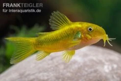 Grüngestreifter Panzerwels, Corydoras Venazuelanus "Green Stripe" CW09