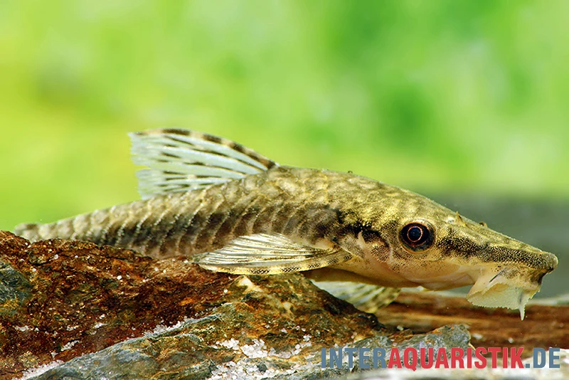 Gulare-Harnischwels (Gigant-Otocinclus), Hypoptopoma Gulare 1 Gulare-Harnischwels (Gigant-Otocinclus), Hypoptopoma Gulare