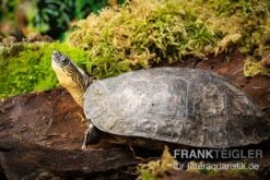 Guyana-Erdschildkröte, Rhinoclemmys Punctularia -Wassertierserien Geschäft Guyana Erdschildkroete Rhinoclemmys punctularia 3