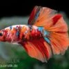Halfmoon Kampffisch Koi Männchen, Betta Halfmoon Koi