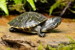 Hieroglyphen-Schmuckschildkröte, Pseudemys Concinna Concinna FZ -Wassertierserien Geschäft Hieroglyphen Schmuckschildkroete Pseudemys concinna concinna 3