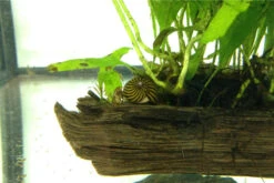 Kleine Putz-Truppe: 3x Rennschnecke + 5x Turmdeckelschnecke -Wassertierserien Geschäft IMG 0289 1