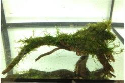 Bundle Scaper Truppe: 10 X Crystal Red Garnele + Mangrovenwurzel Mit Moos -Wassertierserien Geschäft IMG 0293