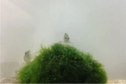 Bundle Große Putz-Truppe: 5 X Rennschnecke + 2 X Tylomelania + 6 X Amanogarnele 10 Bundle Große Putz-Truppe: 5 X Rennschnecke + 2 X Tylomelania + 6 X Amanogarnele -Wassertierserien Geschäft IMG 0304