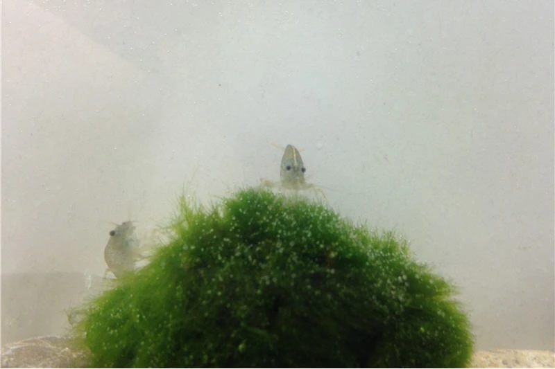 Bundle Große Putz-Truppe: 5 X Rennschnecke + 2 X Tylomelania + 6 X Amanogarnele 3 Bundle Große Putz-Truppe: 5 X Rennschnecke + 2 X Tylomelania + 6 X Amanogarnele – Bild 3