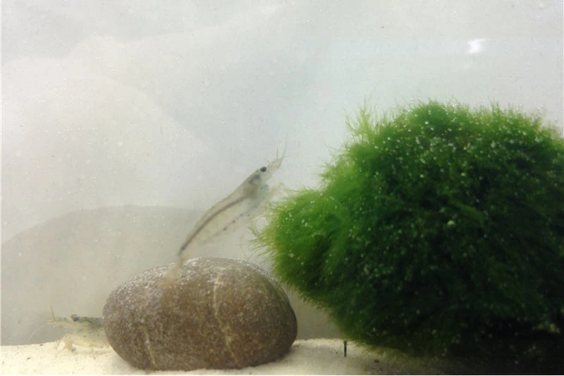 Bundle Große Putz-Truppe: 5 X Rennschnecke + 2 X Tylomelania + 6 X Amanogarnele 4 Bundle Große Putz-Truppe: 5 X Rennschnecke + 2 X Tylomelania + 6 X Amanogarnele – Bild 4