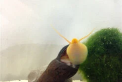 Bundle Große Putz-Truppe: 5 X Rennschnecke + 2 X Tylomelania + 6 X Amanogarnele 12 Bundle Große Putz-Truppe: 5 X Rennschnecke + 2 X Tylomelania + 6 X Amanogarnele -Wassertierserien Geschäft IMG 0330