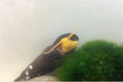 Bundle Große Putz-Truppe: 5 X Rennschnecke + 2 X Tylomelania + 6 X Amanogarnele 13 Bundle Große Putz-Truppe: 5 X Rennschnecke + 2 X Tylomelania + 6 X Amanogarnele -Wassertierserien Geschäft IMG 0334