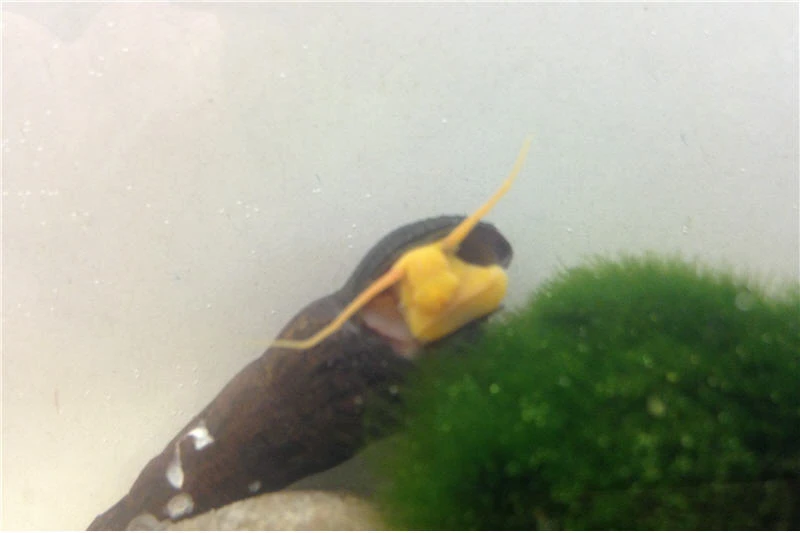 Bundle Große Putz-Truppe: 5 X Rennschnecke + 2 X Tylomelania + 6 X Amanogarnele 6 Bundle Große Putz-Truppe: 5 X Rennschnecke + 2 X Tylomelania + 6 X Amanogarnele – Bild 6