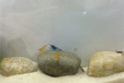 Bundle Bunte Truppe: 10 X Neocaridina Im Farbmix + Javamoos -Wassertierserien Geschäft IMG 0352